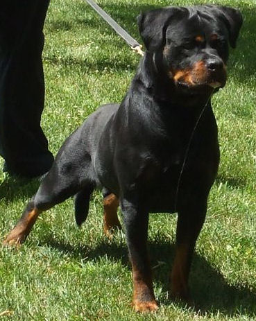 german rottweilers